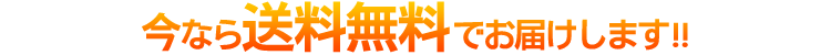 今なら送料無料!!
